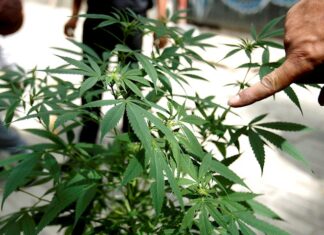 Empresarios piden al Gobierno mexicano aprovechar el cannabis con el nuevo tratado comercial