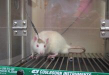 Ratones, cerdos o macacos, imprescindibles para investigar y superar el COVID-19