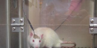 Ratones, cerdos o macacos, imprescindibles para investigar y superar el COVID-19