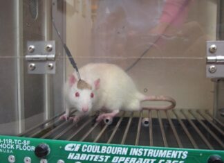 Ratones, cerdos o macacos, imprescindibles para investigar y superar el COVID-19