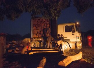 La tala ilegal que alienta China y amenaza los bosques de África