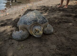 Liberan a tortuga verde en el Pacífico de Guatemala tras nueve meses de recuperación