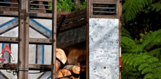 La deforestación se redujo fuertemente en Sudamérica en la última década