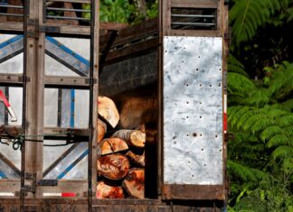 La deforestación se redujo fuertemente en Sudamérica en la última década