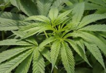 Avanza iniciativa para legalizar en Florida consumo recreativo de marihuana marihuana