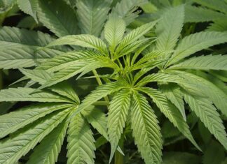 Crece plantación de marihuana fuera de las instalaciones del Senado mexicano marihuana