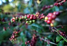 Honduras mostrará al mundo calidad de su café en una subasta internacional cafe