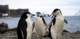 Un récord de 2.567 pingüinos fueron rescatados en playas de Brasil en seis meses pingüinos