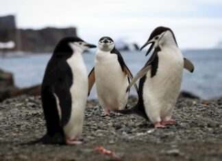 Un récord de 2.567 pingüinos fueron rescatados en playas de Brasil en seis meses pingüinos