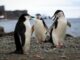 Un récord de 2.567 pingüinos fueron rescatados en playas de Brasil en seis meses pingüinos