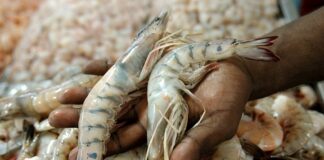 Los vendedores de mariscos de Bahamas lamentan sus pérdidas a causa de la COVID-19 Camaron