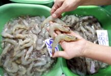 Los chinos quieren comprar camarón hondureño a precio de “gallo muerto”, denuncian productores camarones