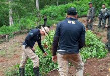 Honduras localiza cultivos de hoja de coca y laboratorio para procesar drogas
