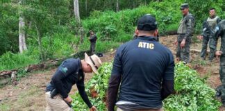 Honduras localiza cultivos de hoja de coca y laboratorio para procesar drogas