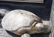 Fiscales del Aguán impulsan nuevos procesos penales por delitos como lavado de activos y tráfico de drogas tortuga