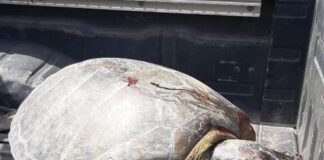 Fiscales del Aguán impulsan nuevos procesos penales por delitos como lavado de activos y tráfico de drogas tortuga