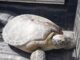 Fiscales del Aguán impulsan nuevos procesos penales por delitos como lavado de activos y tráfico de drogas tortuga