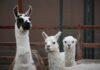 Una llama se convierte en la esperanza de un posible tratamiento contra la COVID-19 alpacas