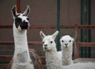 Una llama se convierte en la esperanza de un posible tratamiento contra la COVID-19 alpacas