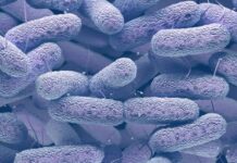 Descubren estrategia eficaz frente a bacterias resistentes a los antibióticos