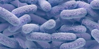 Descubren estrategia eficaz frente a bacterias resistentes a los antibióticos