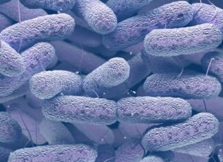Descubren estrategia eficaz frente a bacterias resistentes a los antibióticos