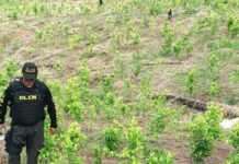 Honduras localiza cultivos de hoja de coca y laboratorios para procesar droga