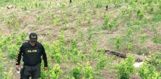 Honduras localiza cultivos de hoja de coca y laboratorios para procesar droga