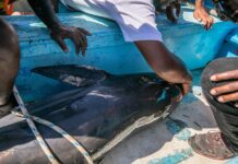 Manifestaciones en Mauricio tras desastre ecológico y muerte de 39 delfines