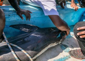 Manifestaciones en Mauricio tras desastre ecológico y muerte de 39 delfines