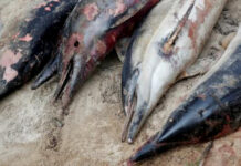 Hallan 18 delfines y marsopas muertos en Mauricio tras derrame de petróleo