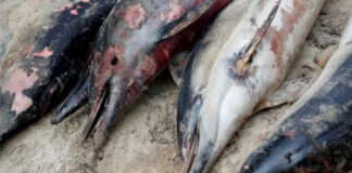 Hallan 18 delfines y marsopas muertos en Mauricio tras derrame de petróleo