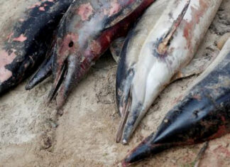 Hallan 18 delfines y marsopas muertos en Mauricio tras derrame de petróleo