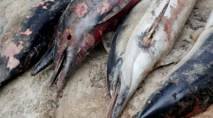 Hallan 18 delfines y marsopas muertos en Mauricio tras derrame de petróleo