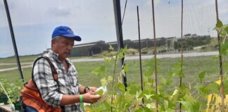 Apoyan a investigadores regionales a combatir sequía en frijol