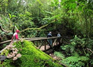Parque Nacional La Tigra reabre sus puertas a los visitantes