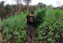 Ejecutan allanamientos y erradican casi tres manzanas de plantaciones de marihuana en el departamento de Colón