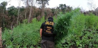 Ejecutan allanamientos y erradican casi tres manzanas de plantaciones de marihuana en el departamento de Colón
