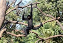 Diseñan una molécula que retrasa progresión del párkinson en ratones y monos