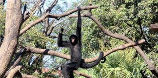 Diseñan una molécula que retrasa progresión del párkinson en ratones y monos