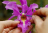 Costa Rica invita a descubrir sus más de 1.400 especies de orquídeas