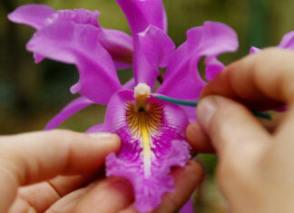 Costa Rica invita a descubrir sus más de 1.400 especies de orquídeas