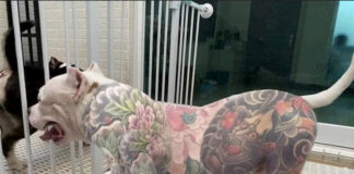 Polémica por una nueva moda: tatuar perros