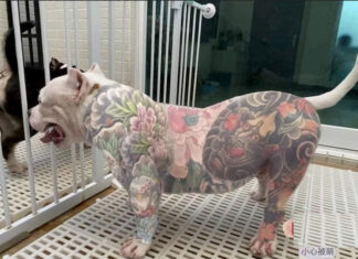 Polémica por una nueva moda: tatuar perros