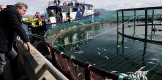 Chile impone multa millonaria a firma noruega por fuga masiva de salmones