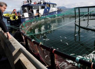 Chile impone multa millonaria a firma noruega por fuga masiva de salmones