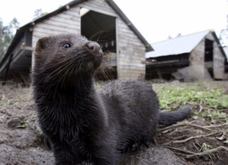 EEUU confirma los primeros casos de coronavirus en dos granjas de visones