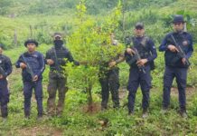 Autoridades policiales logran la destrucción de 100 mil plantas de coca y dos narcolaboratorios