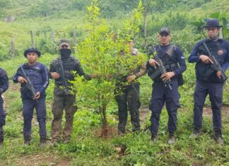 Autoridades policiales logran la destrucción de 100 mil plantas de coca y dos narcolaboratorios