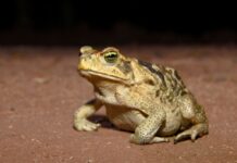 En Brasil descubren una especie de sapo que es fiel… a sus dos «esposas»